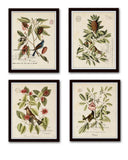 Vintage Bird and Botanical Print No. 13