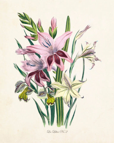 Les Lilies No.2 Botanical Print
