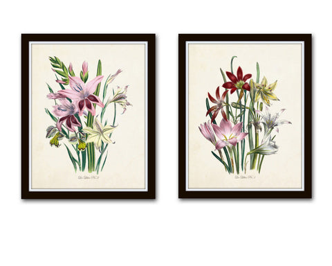 Les Lilies Botanical Print Set No. 2 - Canvas Art Prints