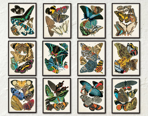 Butterfly Print Set - Set of 12 - Seguy Butterfly Print Set