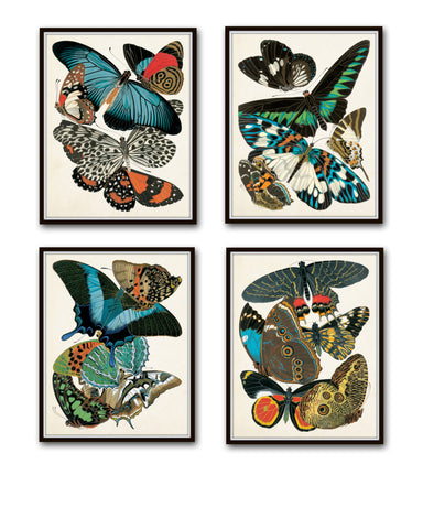 Butterfly Print Set - Seguy Butterfly Prints