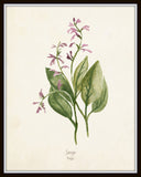 Watercolor Herbs Botanical Print Set No.5 - 12 Herb Prints