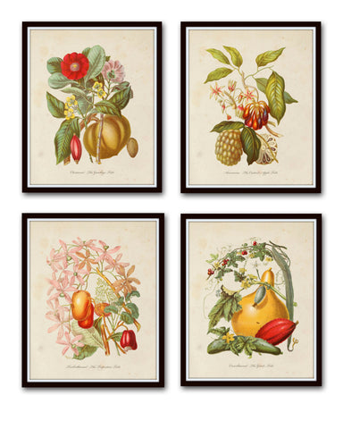 Botanical Tribes Print Set No. 52