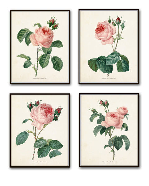 Redoute Roses Botanical Print Set No. 1