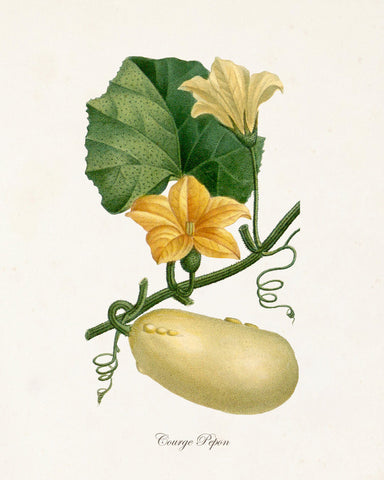 French Botanical Squash Print No.10 - Giclee Print