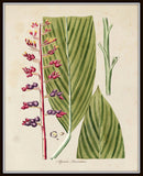Botanical Print Set No. 15 - Giclee Art Prints