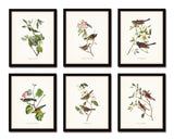 Audubon Bird Prints Set No. 1 - Vintage Bird Prints