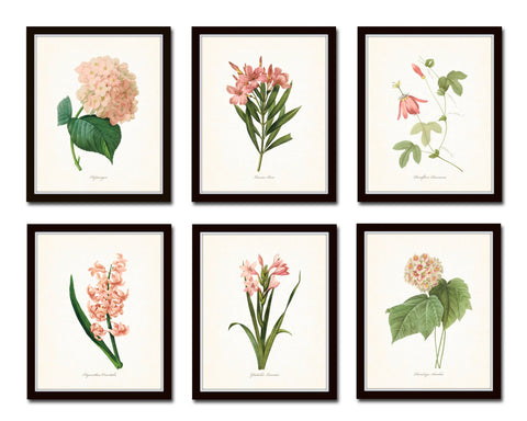 Pink Botanical Print Set No. 2 - Redoute Botanical Prints