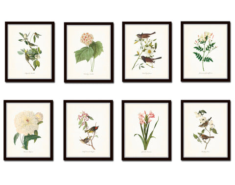 Bird and Botanical Print Set No. 3 - Redoute & Audubon Prints
