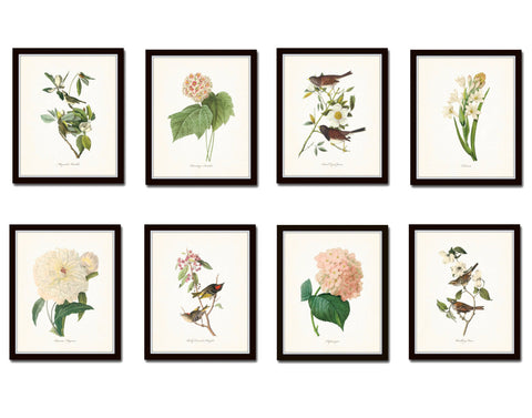 Bird and Floral Print Set No. 4 - Redoute & Audubon Prints