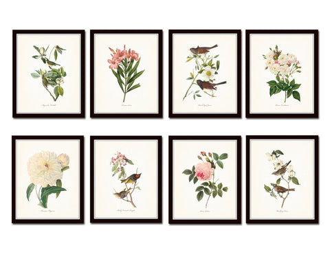 Bird and Botanical Print Set No. 1 - Redoute & Audubon Prints