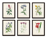 English Garden Botanical Print Set No. 5