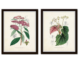 English Garden Botanical Print Set No. 6