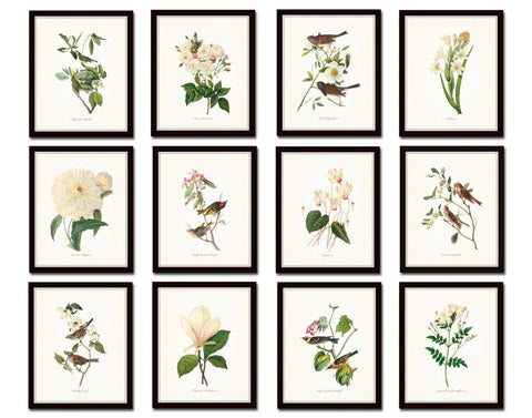 Bird and Botanical Print Set No. 10 - Redoute & Audubon Prints