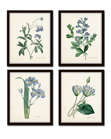 Redoute Blue Botanical Print Set