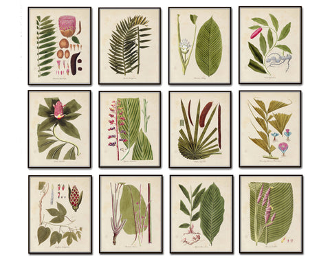 Botanical Print Set No. 15 - Giclee Art Prints