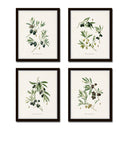 Antique Olive Print Set No. 1