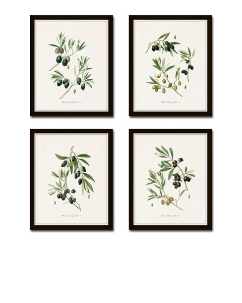 Antique Olive Print Set No. 1