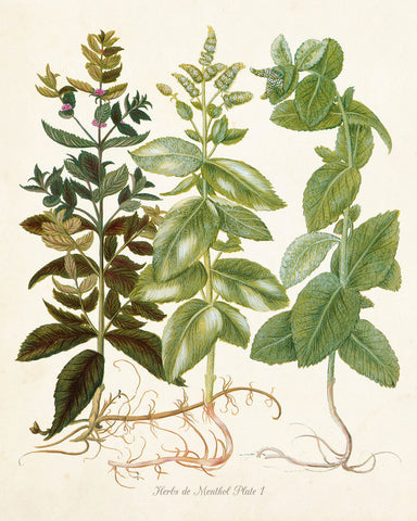 Herbs de Menthol No. 1- Botanical Herb Print