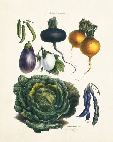 Fruit &amp; Vegetable Prints