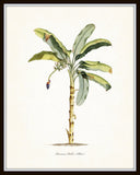 Vintage Tropical Banana Palm No.1 - Botanical Print