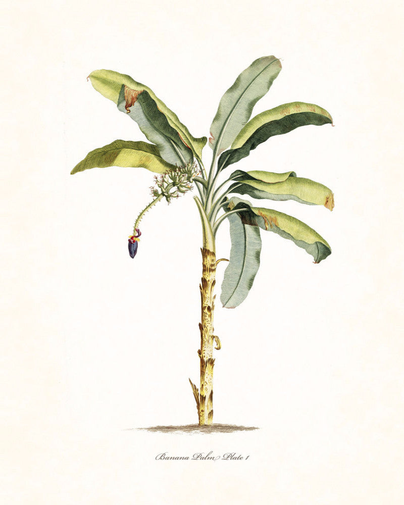 tropical plants banana palm Vintage Tropical Banana Palm No.1