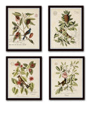 Vintage Bird and Botanical Print Set No.1