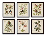 Vintage Bird and Botanical Print Set No. 2