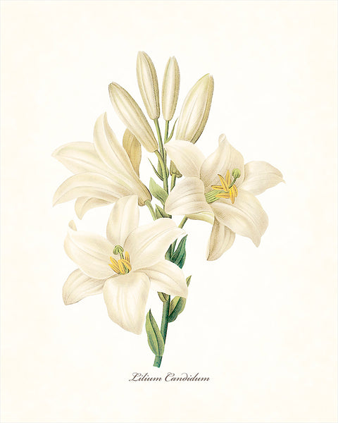 Redoute Series No.1 Lilium Candidum - Botanical Art Print