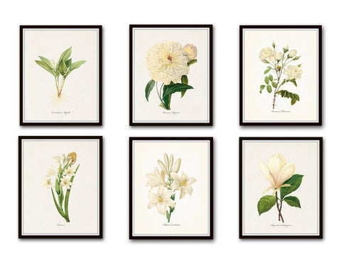 Redoute White Botanical Print Set No. 6
