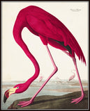 Audubon Pink Flamingo Giclee Print