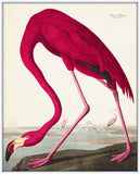 Audubon Pink Flamingo Giclee Print