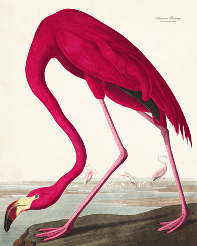 Audubon Pink Flamingo Giclee Print
