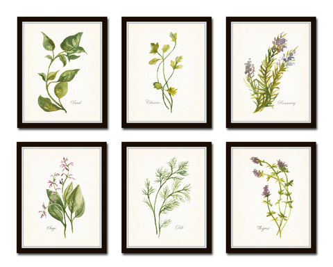 Watercolor Botanical Herbs Print Set No. 1