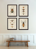 French Insect Study Print Set No. 2
