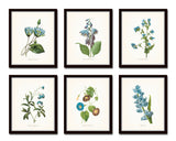 Blue Redoute Botanical Floral Print Set No. 2