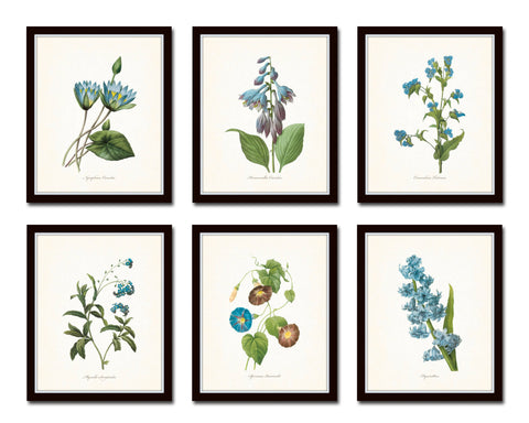 Blue Redoute Botanical Floral Print Set No. 2