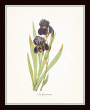 Antique Iris Floral Botanical Print Set No. 1