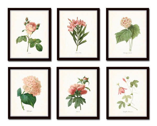 Pink Botanical Print Set No. 3 - Redoute Botanical Prints