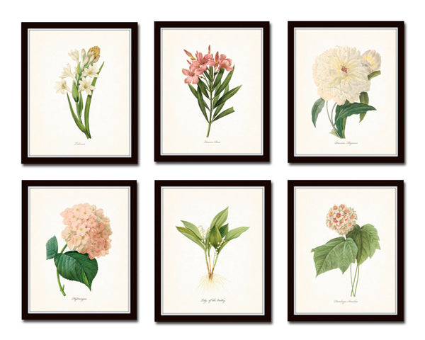 Botanical Garden Print Set No. 10 - Redoute Botanical Prints