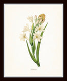 Botanical Garden Print Set No. 10 - Redoute Botanical Prints