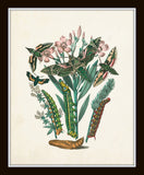 Antique Moths Print Set No. 1