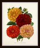 Antique French Dahlias Print Set No. 1