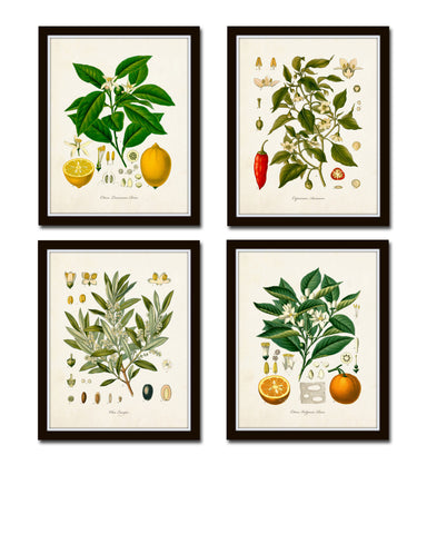 Vintage Kohler Fruit Print Set No. 20
