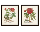 Antique Peony Floral Print Set No. 5