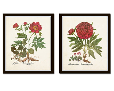 Antique Peony Floral Print Set No. 5