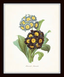 Antique Primrose Botanical Print Set No.5