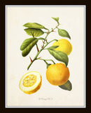 Antique French Oranges Print Set No. 2