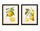 Antique French Oranges Print Set No. 2