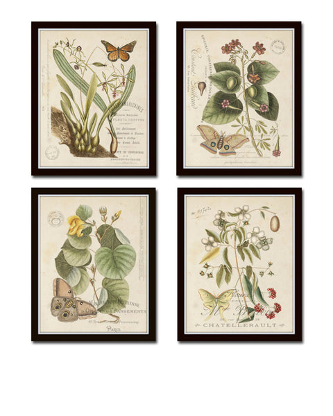 Vintage Butterfly and Botanical Print Set No. 1